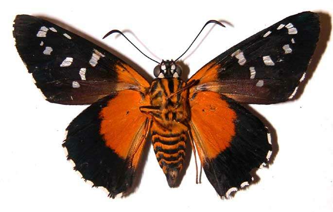 Image of Melanopyge