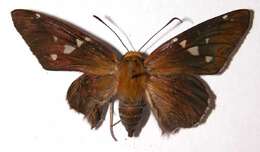 Image of Epargyreus
