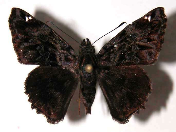 Image of Noctuana stator Godman & Salvin 1899