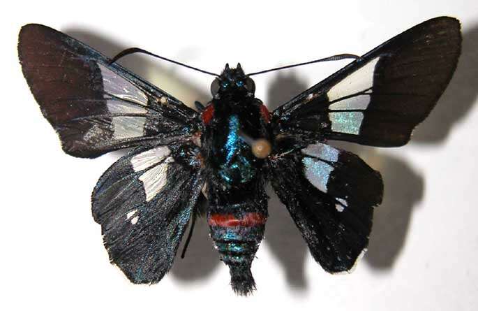 Image of <i>Oxynetra stangelandi</i>