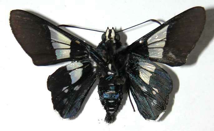 Image of <i>Oxynetra stangelandi</i>