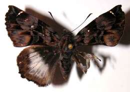 Plancia ëd <i>Noctuana lactifera</i>