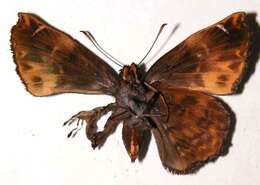 Image of <i>Noctuana lactifera</i>