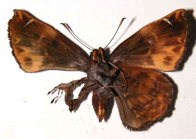 Plancia ëd <i>Noctuana lactifera</i>