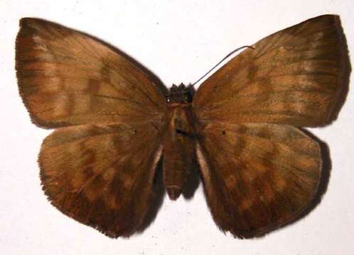 Image of Achlyodes pallida Felder 1869