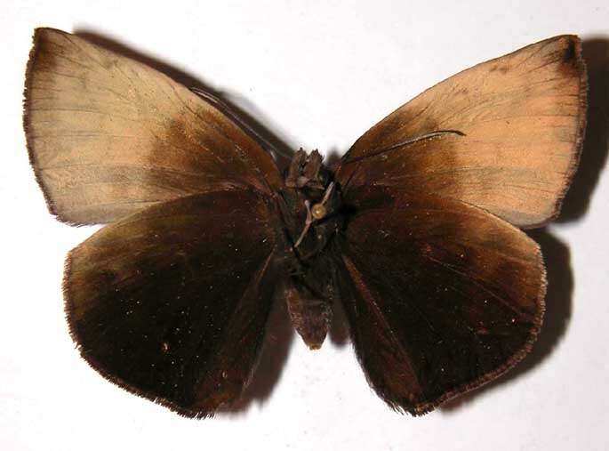 Image of Achlyodes pallida Felder 1869