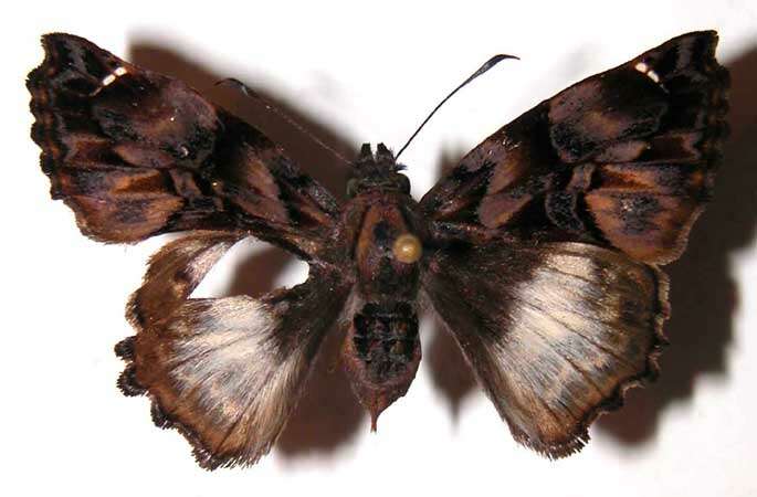 Image of <i>Noctuana lactifera</i>