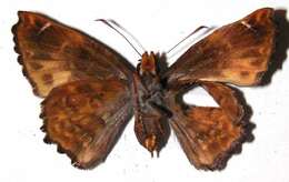 Plancia ëd <i>Noctuana lactifera</i>