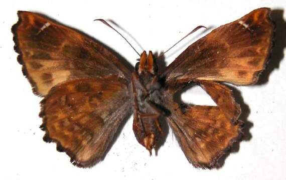 Image of <i>Noctuana lactifera</i>