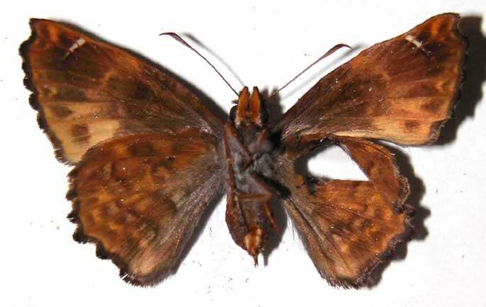 Image of <i>Noctuana lactifera</i>