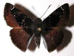Image of skipper butterflies