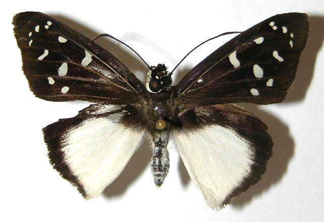 Hyalothyrus neleus Linnaeus 1758 resmi