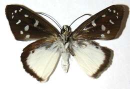 Hyalothyrus neleus Linnaeus 1758 resmi