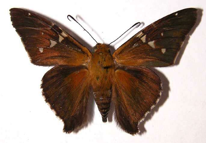 Image of Epargyreus