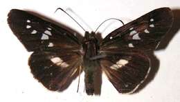 Image of <i>Dubiella belpa</i>