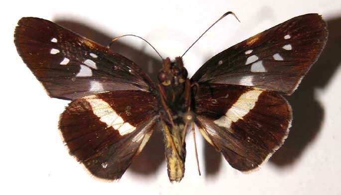 Image of <i>Dubiella belpa</i>