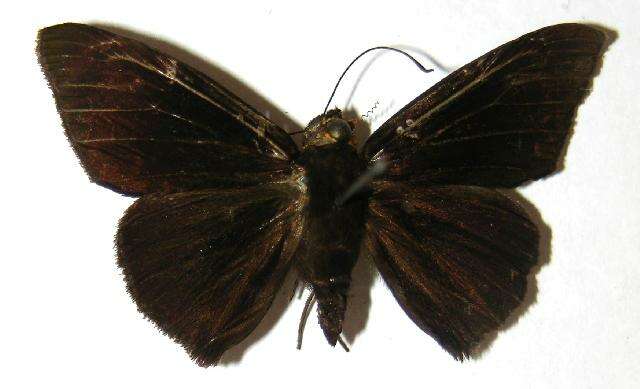 Hyalothyrus neleus Linnaeus 1758 resmi