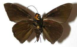 Hyalothyrus neleus Linnaeus 1758 resmi