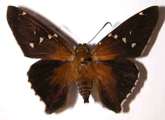 Image of Epargyreus