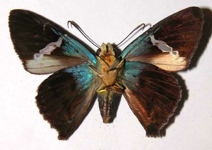 Chrysoplectrum resmi