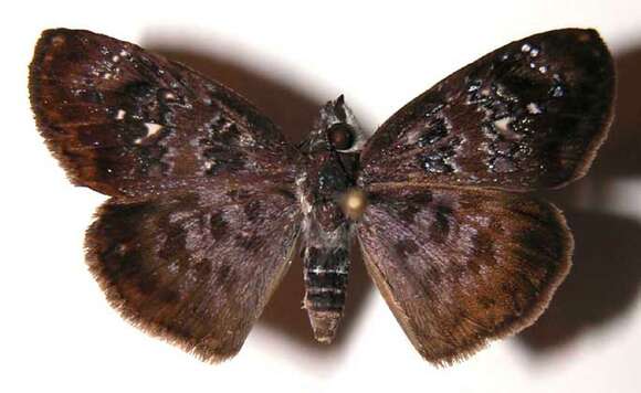 Image of <i>Sostrata bifasciata nordica</i>