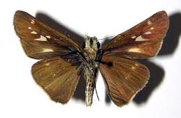 Image of Hecebolus skipper