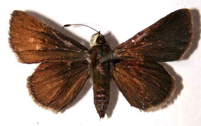 Image of Cryptic Remella
