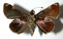 Image of Cryptic Remella