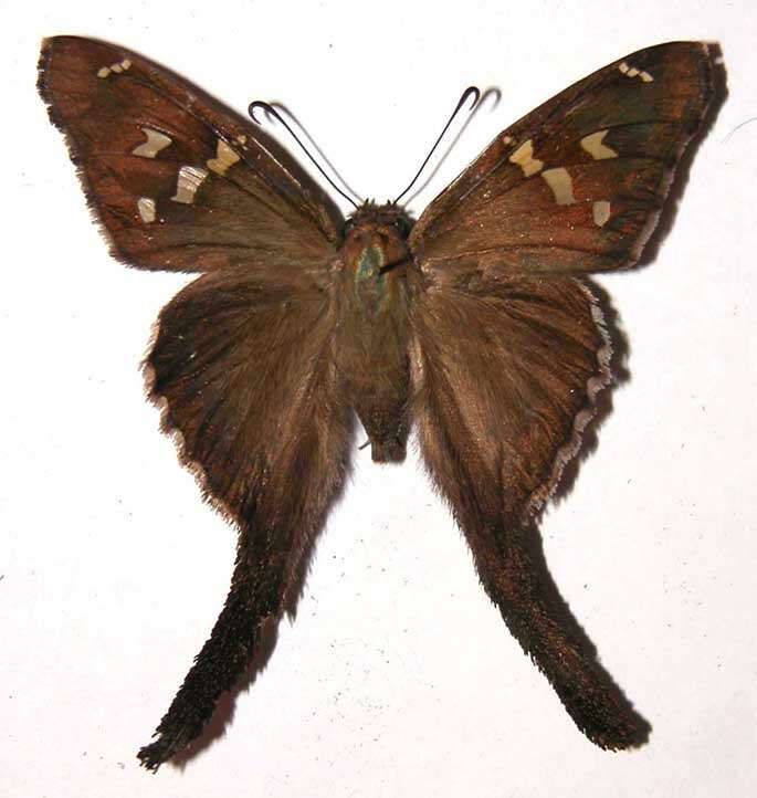 Image of Chioides catillus Cramer 1779