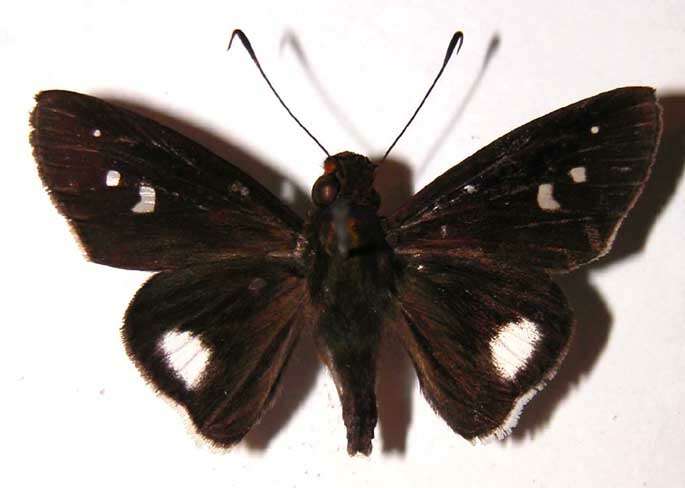 <i>Cobalus fidicula</i> resmi