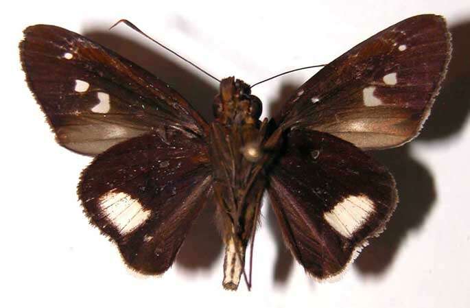 <i>Cobalus fidicula</i> resmi