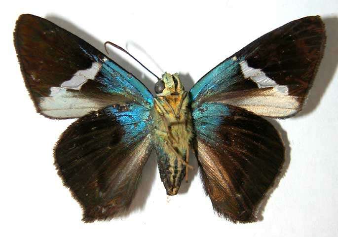 Chrysoplectrum resmi