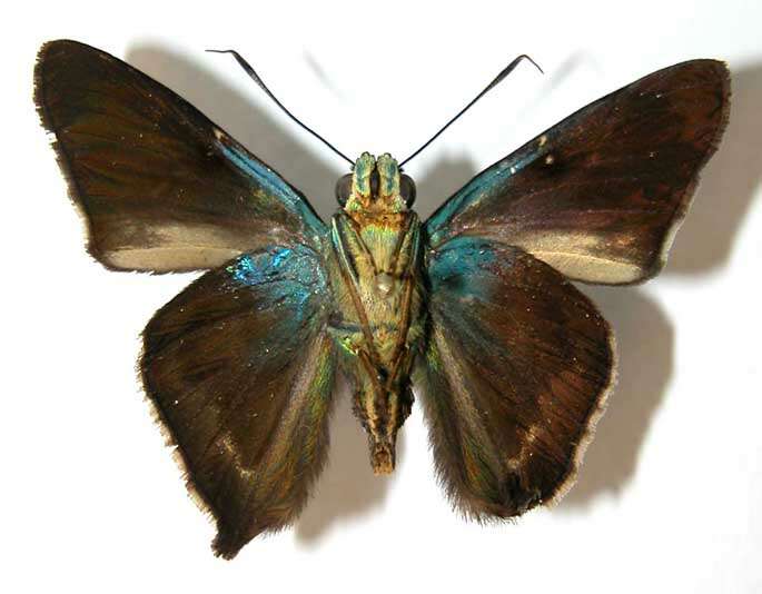 Chrysoplectrum pervivax Hübner 1819 resmi