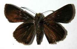 Image of Cryptic Remella