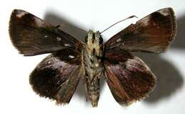 Image of Cryptic Remella