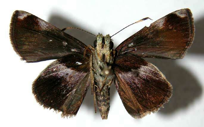Image of Cryptic Remella