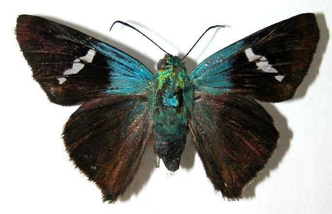 Chrysoplectrum resmi