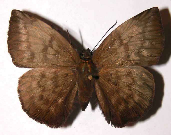 Image of Achlyodes pallida Felder 1869