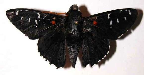 Image of <i>Melanopyge erythrosticta</i>