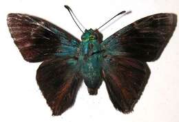 Chrysoplectrum resmi