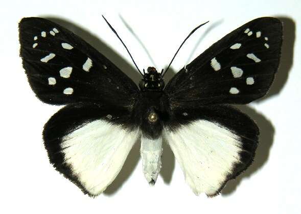 Hyalothyrus neleus Linnaeus 1758 resmi