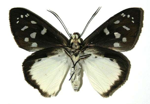 Hyalothyrus neleus Linnaeus 1758 resmi