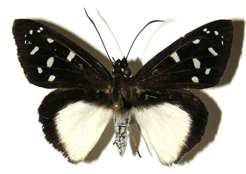 Hyalothyrus neleus Linnaeus 1758 resmi