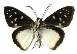 Image of Hyalothyrus neleus Linnaeus 1758