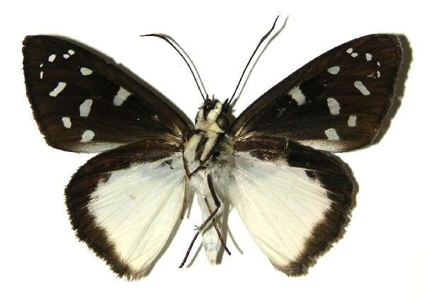 Hyalothyrus neleus Linnaeus 1758 resmi