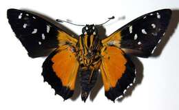 Image of Melanopyge