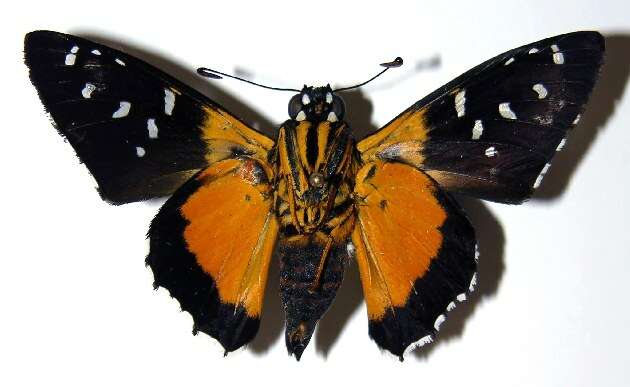 Image of Melanopyge
