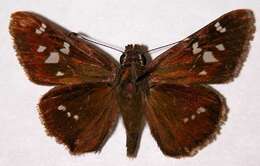 Atrytonopsis ovinia Hewitson 1866 resmi