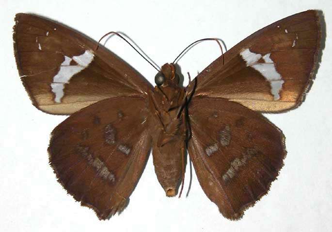 Image of Bungalotis astylos Cramer 1780