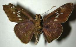 Image of Naevolus orius Mabille 1883